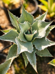 💙🌵 SUBLIMES AGAVE OVATIFOLIA 🌵💙