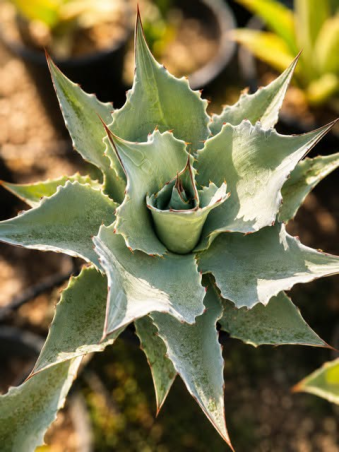 💙🌵 SUBLIMES AGAVE...