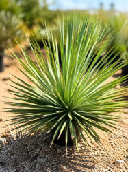 💎🌴 RARE YUCCA WHIPPLEI 🌴💎