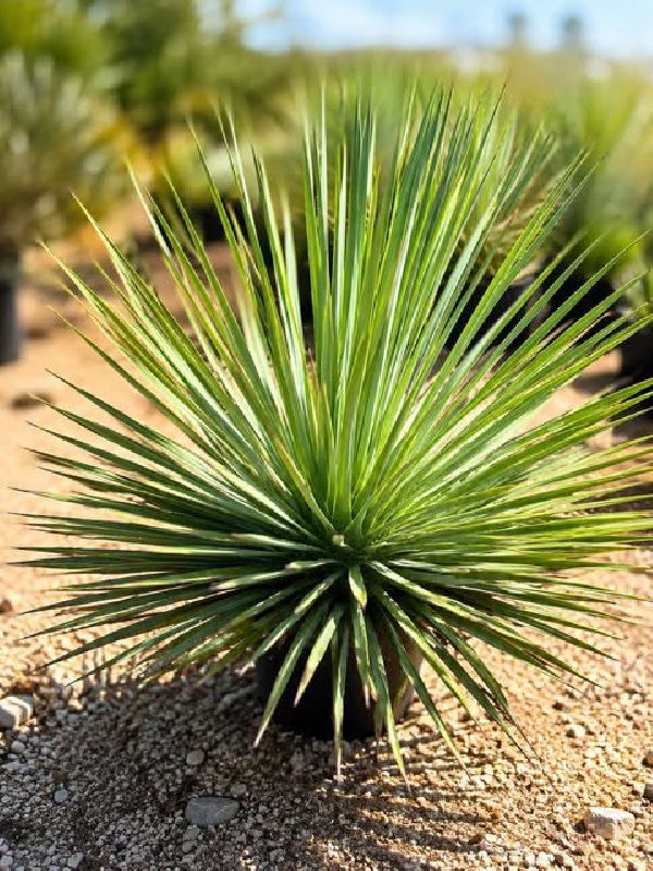 💎🌴 RARE YUCCA WHIPPLEI 🌴💎