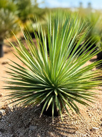 💎🌴 RARE YUCCA WHIPPLEI 🌴💎