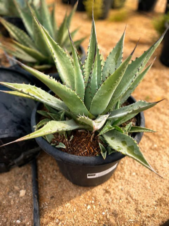 💎🌵 SUBLIMES AGAVE PARRYI 🌵💎