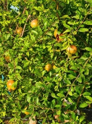 ❤️🌳 **SUBLIMES GRENADIERS ‘MOLLAR DE ELCHE’** 🌳❤️