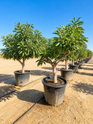 💎🌳 **AVOCATIER ‘HASS’ – *Persea americana*** 🌳💎
