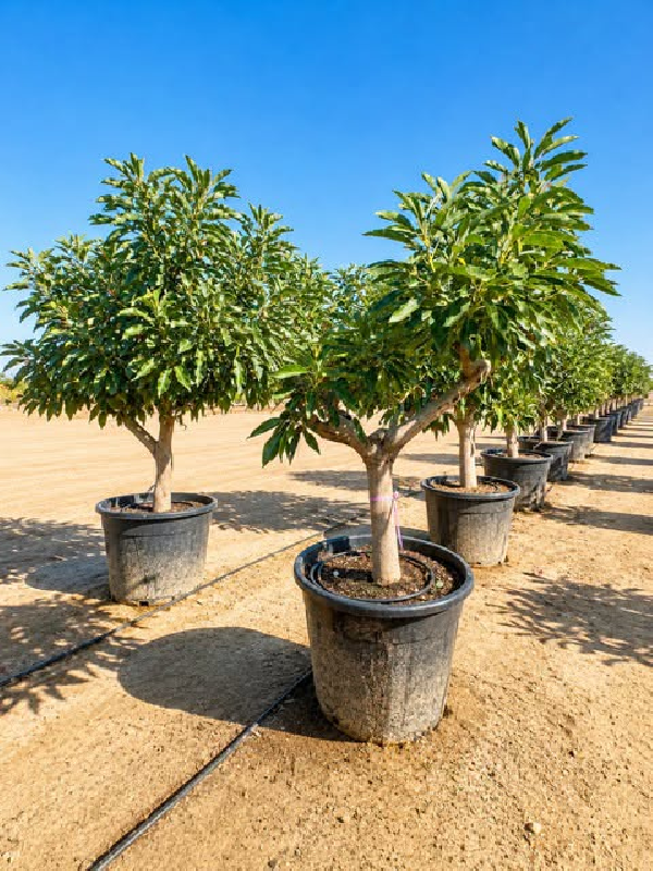 💎🌳 **AVOCATIER ‘HASS’ – *Persea americana*** 🌳💎
