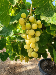 🍇🌿 **MAGNIFIQUES CEPS DE VIGNE – RAISIN DE TABLE MUSCAT BLANC** 🌿🍇