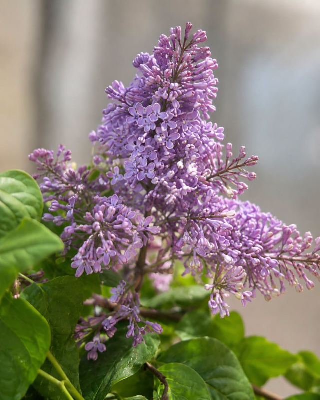 🌸 **LILAS ‘CHARLES JOLY’** 🌸