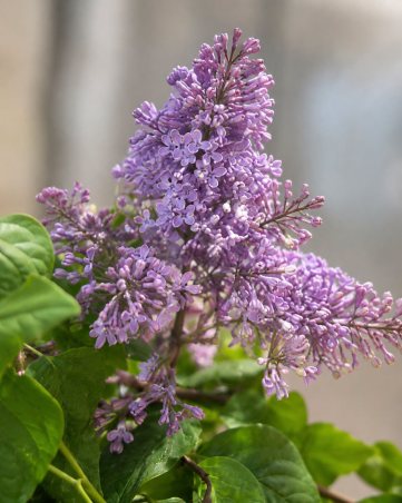 🌸 **LILAS ‘CHARLES JOLY’** 🌸
