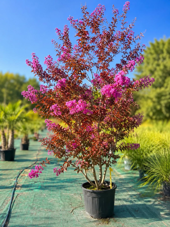 🌺💣 **LILAS DES INDES GÉANT...