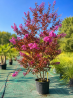 🌺💣 **LILAS DES INDES GÉANT BLACK DIAMOND® ‘MYSTIC MAGENTA’ : UN SEUL SUJET, APRÈS C’EST FINI !!!** 💣🌺