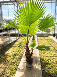 🌴🔥 WASHINGTONIAS ROBUSTA