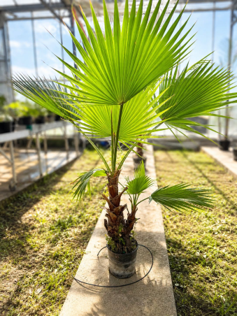 🌴🔥 WASHINGTONIAS ROBUSTA