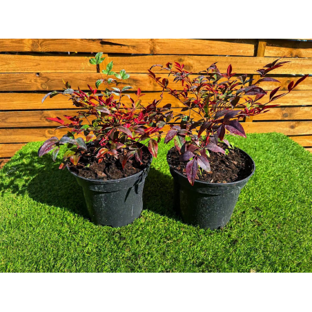🌿❤️ **NANDINA DOMESTICA...