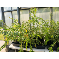 SUPERBES CALLISTEMONS ‘MINI RED