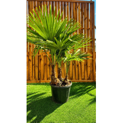 🌴🔥 **TRACHYCARPUS FORTUNEI MULTI-TRONCS À PRIX BRADÉ !!!** 🔥🌴