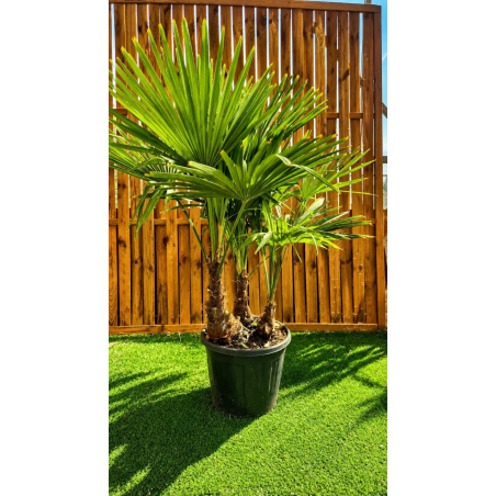 🌴🔥 **TRACHYCARPUS FORTUNEI...
