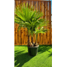 🌴🔥 **TRACHYCARPUS FORTUNEI MULTI-TRONCS À PRIX BRADÉ !!!** 🔥🌴