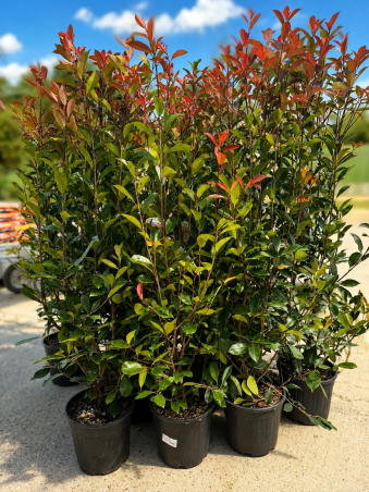 🚨🚨🚨 DU PHOTINIA RED ROBIN...