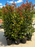 🚨🚨🚨 DU PHOTINIA RED ROBIN XXL, BIEN FOURNI ET PRÊT À PLANTER !!! 🚨🚨🚨