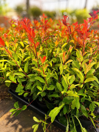 🚨🌿 BRADERIE PHOTINIAS RED...