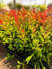 🚨🌿 BRADERIE PHOTINIAS RED ROBIN ! 🌿🚨