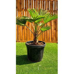 🚨🚨🚨 **GRANDE BRADERIE !!! TRACHYCARPUS WAGNERIANUS À PRIX CASSÉ !!!** 🚨🚨🚨