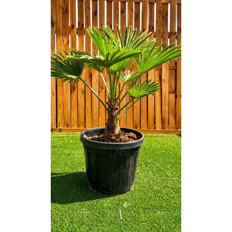 🚨🚨🚨 **GRANDE BRADERIE !!! TRACHYCARPUS WAGNERIANUS À PRIX CASSÉ !!!** 🚨🚨🚨