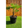🚨🚨🚨 **GRANDE BRADERIE !!! TRACHYCARPUS WAGNERIANUS À PRIX CASSÉ !!!** 🚨🚨🚨