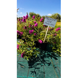 🚨🚨🚨 **GRANDE BRADERIE !!! ARBRE À PAPILLONS BUDDLEIA  !!!** 🚨🚨🚨