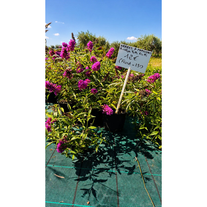 🚨🚨🚨 **GRANDE BRADERIE !!! ARBRE À PAPILLONS BUDDLEIA  !!!** 🚨🚨🚨