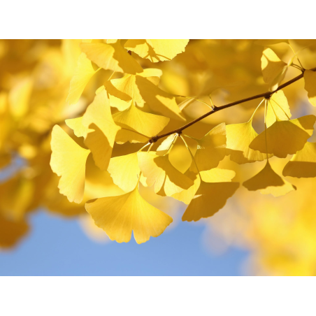 🌿🔥 **SUBLIMES GINKGO BILOBA...