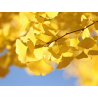 🌿🔥 **SUBLIMES GINKGO BILOBA ARBUSTIFS  !!!** 🔥🌿
