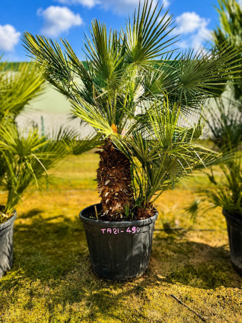 SUBLIMES PALMIERS HUMILIS TA21