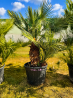 SUBLIMES PALMIERS HUMILIS TA21