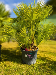 SUBLIMES PALMIERS HUMILIS TA22