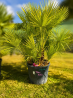 SUBLIMES PALMIERS HUMILIS TA22