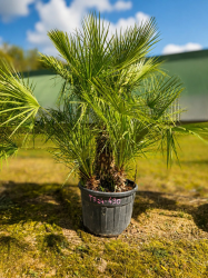 🚨🚨🚨 **DESTOCKAGE EXCEPTIONNEL – PRIX CASSÉ !!!** 🌴🔥 **PALMIER CHAMAEROPS HUMILIS TA24