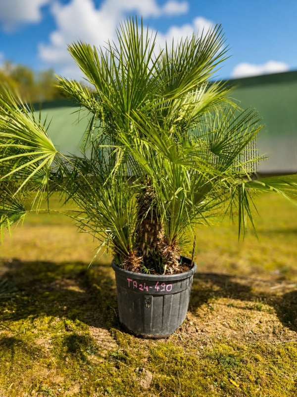 🚨🚨🚨 **DESTOCKAGE EXCEPTIONNEL – PRIX CASSÉ !!!** 🌴🔥 **PALMIER CHAMAEROPS HUMILIS TA24