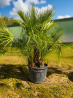 🚨🚨🚨 **DESTOCKAGE EXCEPTIONNEL – PRIX CASSÉ !!!** 🌴🔥 **PALMIER CHAMAEROPS HUMILIS TA24