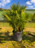🚨🚨🚨 **DESTOCKAGE EXCEPTIONNEL – PRIX CASSÉ !!!** 🚨🚨🚨 🌴🔥 **PALMIER CHAMAEROPS HUMILIS TA25!!** 🔥🌴