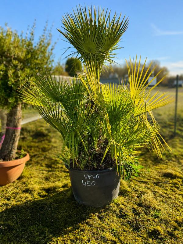 NOUVEAUTE ce Superbe PALMIER HUMILIS VF46