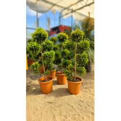 🌲✨ **MAGNIFIQUES CYPRÈS POMPON GOLD  !!!** ✨🌲