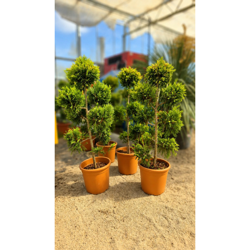 🌲✨ **MAGNIFIQUES CYPRÈS POMPON GOLD  !!!** ✨🌲
