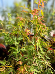 🍁🔥 MAGNIFIQUE ÉRABLE DU JAPON ACER JAPONAISE ‘JEWEL TAYLOR’ !!! 🔥🍁