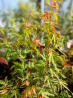 🍁🔥 MAGNIFIQUE ÉRABLE DU JAPON ACER JAPONAISE ‘JEWEL TAYLOR’ !!! 🔥🍁