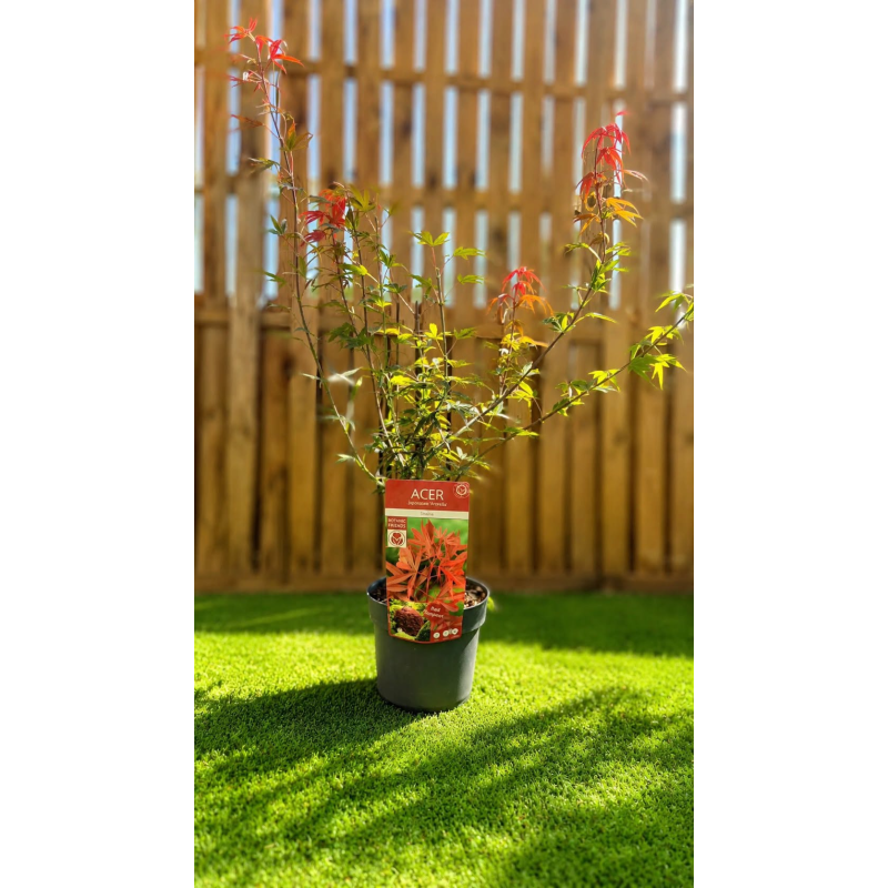 🍁🔥 **MAGNIFIQUE ÉRABLE DU JAPON ACER ‘JEWEL SHAINA’  !!!** 🔥🍁