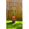 🍁🔥 **MAGNIFIQUE ÉRABLE DU JAPON ACER ‘JEWEL SHAINA’  !!!** 🔥🍁