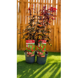 🍁🔥 **MAGNIFIQUE ÉRABLE DU JAPON ACER ‘JEWEL BLOODGOOD’ À SEULEMENT 29€ L’UNITÉ !!!** 🔥🍁