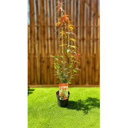 🍁🔥 **MAGNIFIQUE ÉRABLE DU JAPON ACER ‘JEWEL SCHWARTZ’  !!!** 🔥🍁
