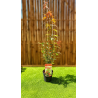 🍁🔥 **MAGNIFIQUE ÉRABLE DU JAPON ACER ‘JEWEL SCHWARTZ’  !!!** 🔥🍁